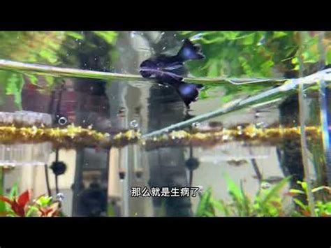 死掉的魚怎麼處理|【魚死掉怎麼處理】魚兒歸西怎麼辦？魚死後處理全攻略